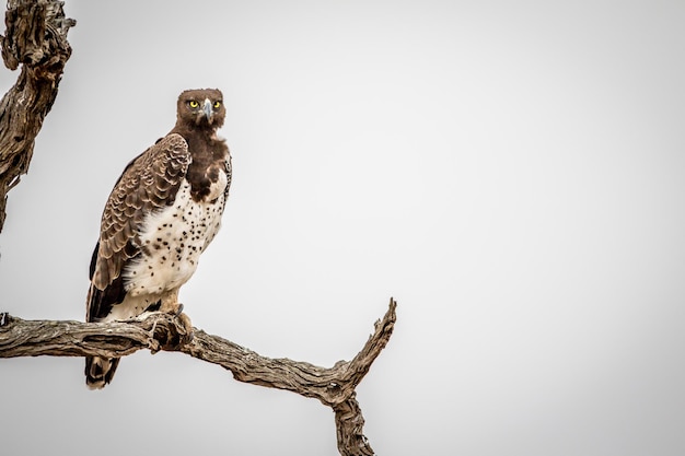 Photo portrait of owl perching on branch against sky