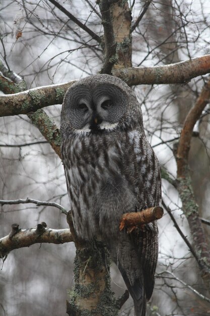 Photo portrait of owl perching on branch