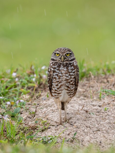 Portrait of owl perching on rock