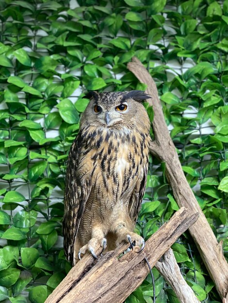 Photo portrait of owl perching on tree