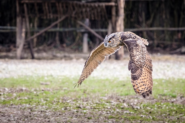 フクロウの肖像画