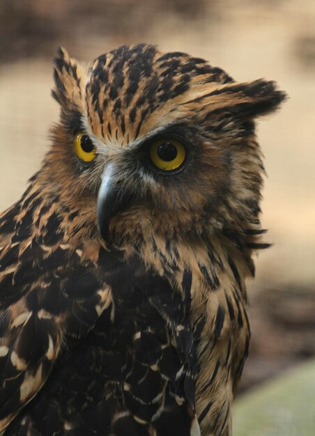 Photo portrait of an owl