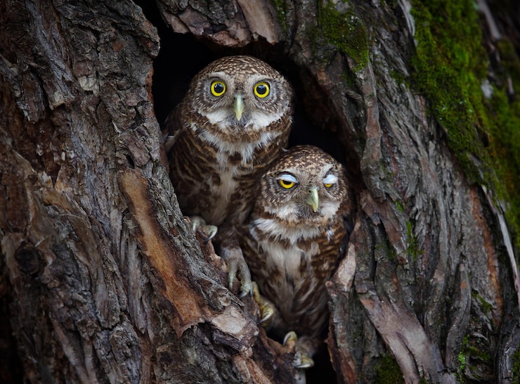 Photo portrait of owls in hole of tree trunk