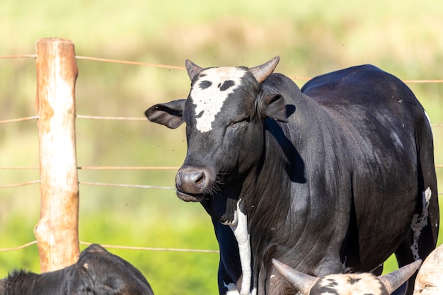 Portrait Ox bull black animal livestock.