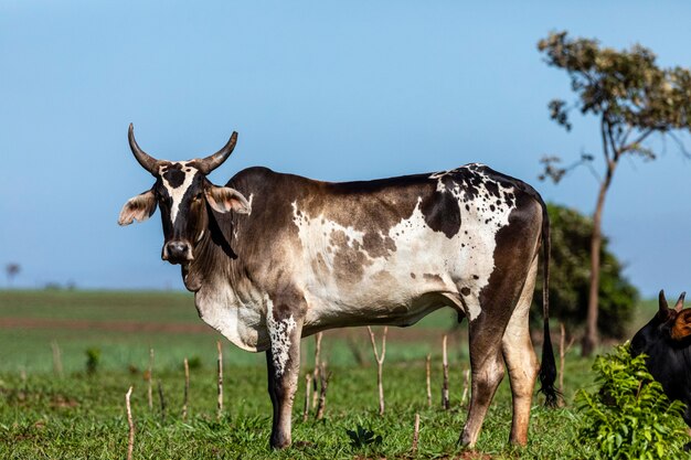 Portrait of an ox