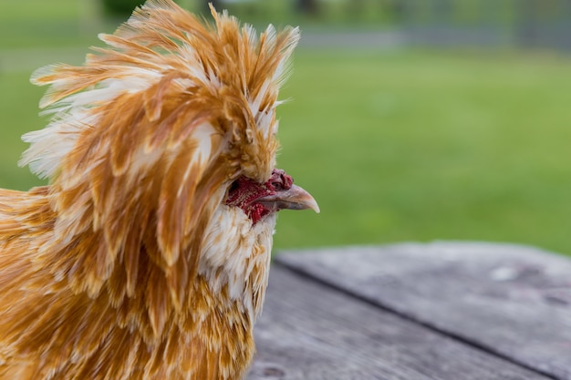 Photo portrait of a padovana chicken with long red peak.