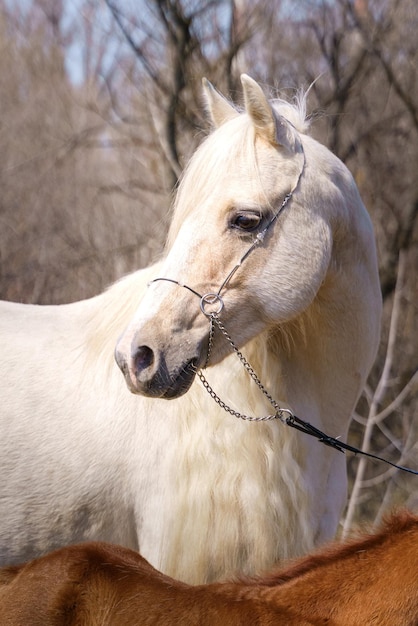 パロミノウェールズの牝馬の肖像画