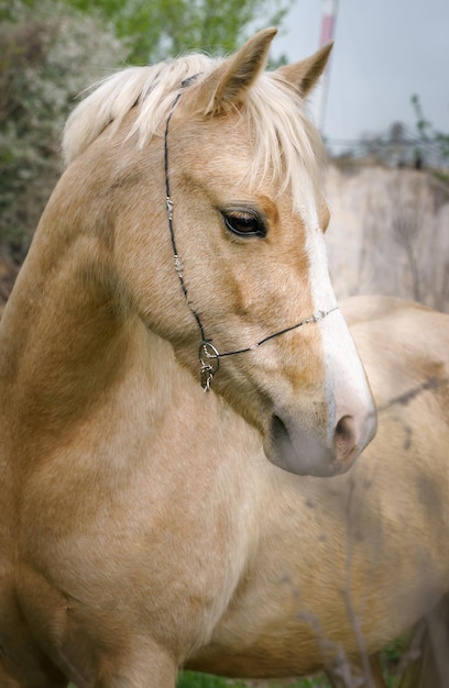 Portrait of a palomino Welsh pony on a background of green leaves closeup