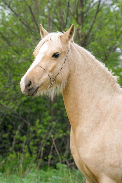 Photo portrait of a palomino welsh pony on a background of green leaves closeup