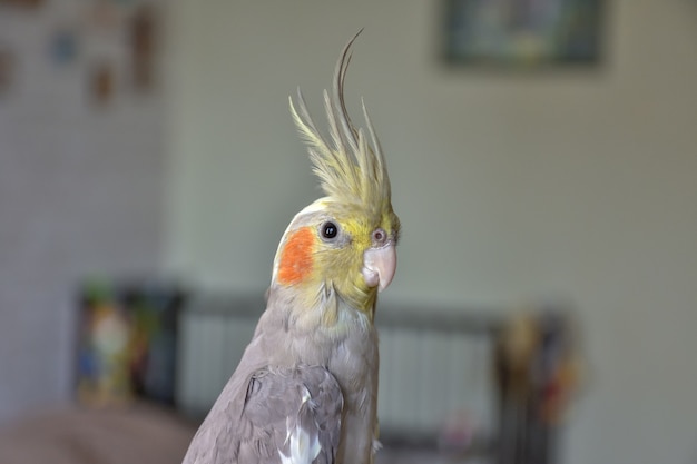 Portrait of parrot cockatiel, cockatiel closeup, gray parrot, home parrot