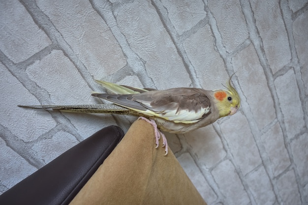 Foto ritratto di pappagallo cockatiel, pappagallo grigio, pappagallo domestico