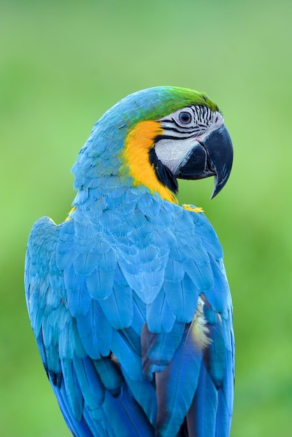 Portrait of a parrot macaw bird with its beautiful and colorful feathers