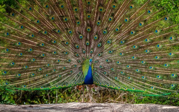 Portrait of a peacock on the background of his tail