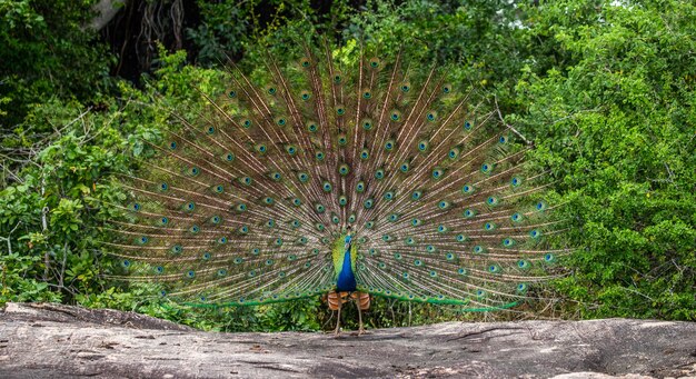 Portrait of a peacock on the background of his tail