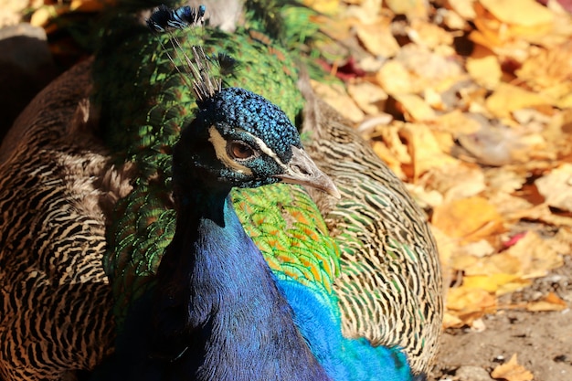 Portrait of a peacock bird closeup