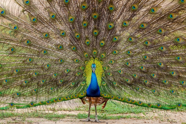 Portrait of a peacock Pavo cristatus on the background of his tail Sri Lanka Yala National park