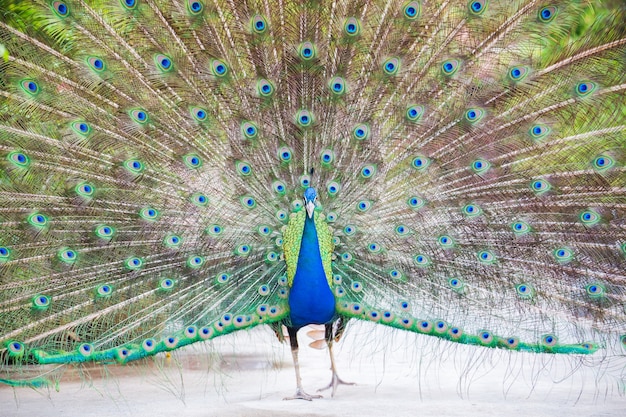 Portrait of Peacock with Feathers Out