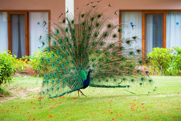 Portrait of a peacock with a loose tail.