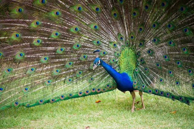 Portrait of a peacock with a loose tail.