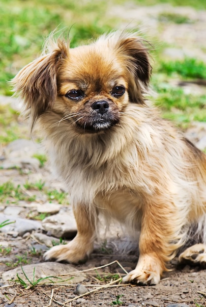 夏の屋外の草の上のペキニーズ犬の肖像画