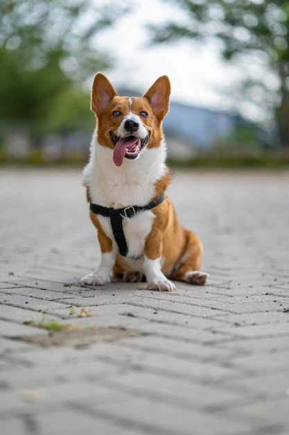 Photo a portrait of pembroke welsc corgi with bokeh background at the park in the morning walk