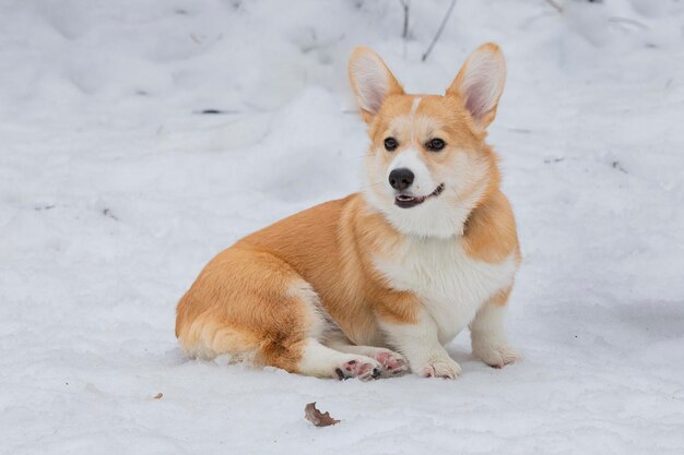 Portrait of a Pembroke Welsh Corgi dog posing outdoors in deep snow