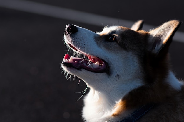 Foto ritratto di un cucciolo di pembroke welsh corgi guarda da un lato con la bocca aperta e sorride contour luce del sole piccolo cane felice concetto di cura vita animale spettacolo di salute