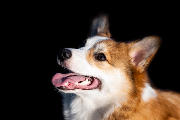 Portrait of a Pembroke Welsh Corgi puppy Looks to the side with his mouth open and smiles Black isolated background Happy little dog Concept of care animal life health show