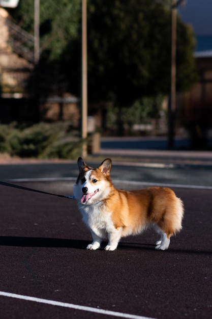Foto ritratto di un cucciolo di pembroke welsh corgi in una giornata di sole sta in piedi e guarda da un lato tirando fuori la lingua piccolo cane felice concetto di cura vita animale spettacolo di salute