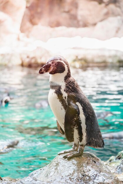 Photo portrait of a penguin on a rock