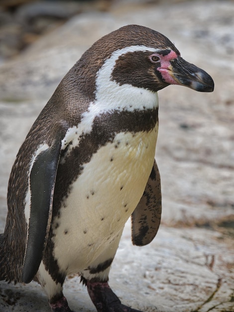 日中外の岩石の海岸にあるペンギンの肖像画