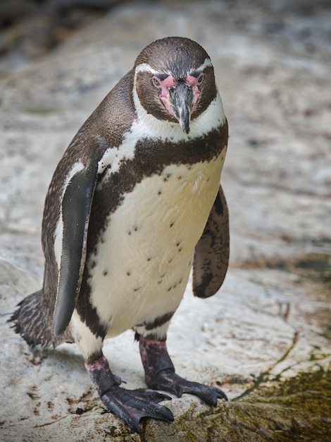 日中外の岩石の海岸にあるペンギンの肖像画