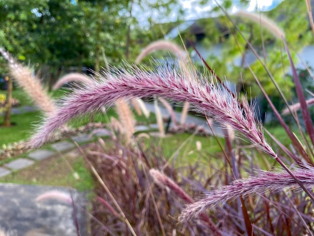 Pennisetum pedicellatum 또는 Alangalang 또는 갈대의 초상화