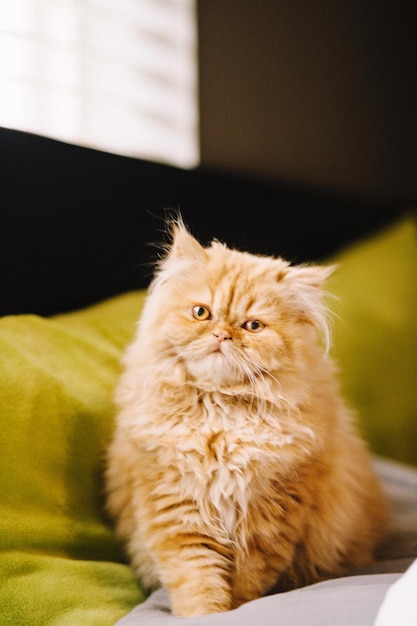portrait of persian cat relaxing on couch at home
