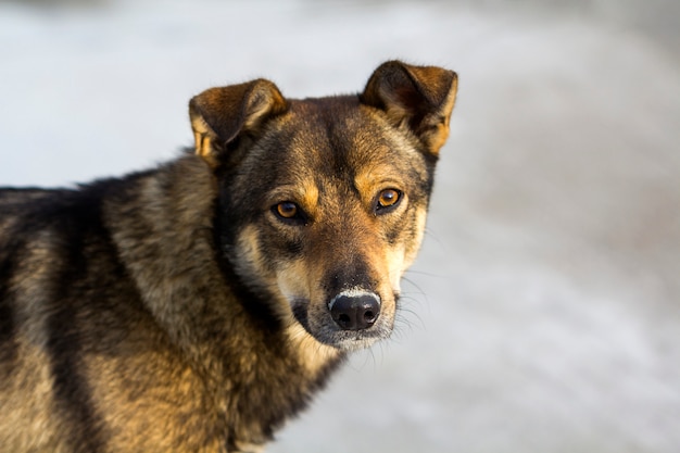 Portrait of a pet dog.