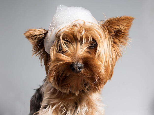 Portrait of a pet yorkshire terrier in the process of bridling and washing with foam