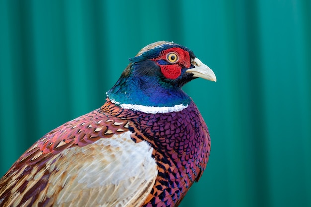 Portrait of pheasant with a colorful plumage