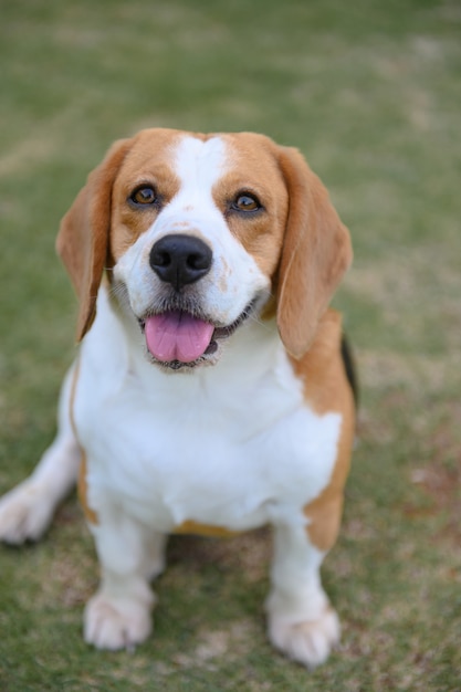 Portrait photo of adorable beagle dog sitting outdoor.