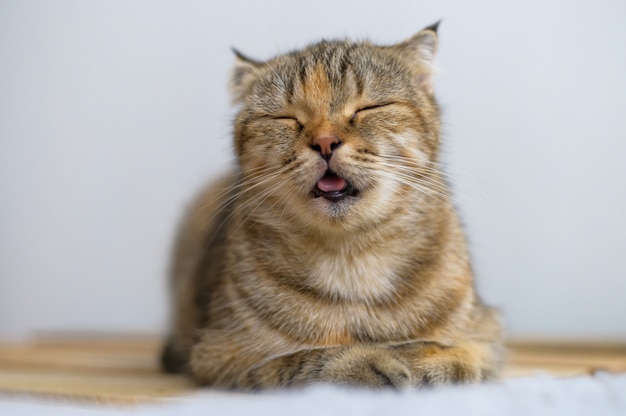 바닥에 앉아있는 동안 졸린 느낌이 귀여운 고양이의 초상 사진.