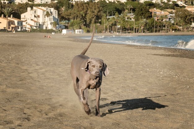 写真 ビーチで遊んでいる可愛い小さな犬の肖像画写真