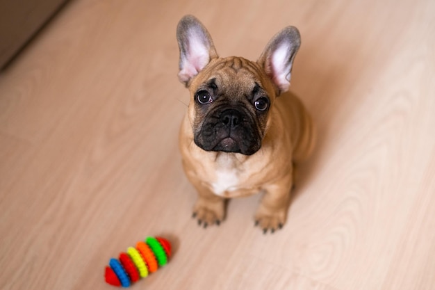 家の床に座っているフレンチ ブルドッグの子犬の肖像画