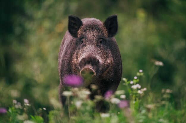 Foto ritratto di un maiale nella foresta