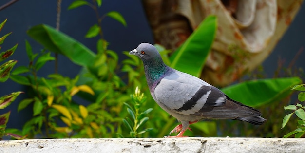 Portrait of a pigeon close up