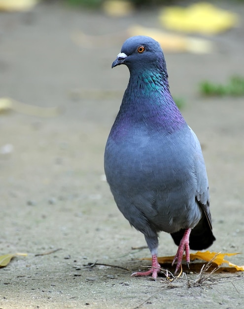 Portrait of a pigeon close up.