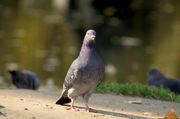 Portrait of a pigeon close up