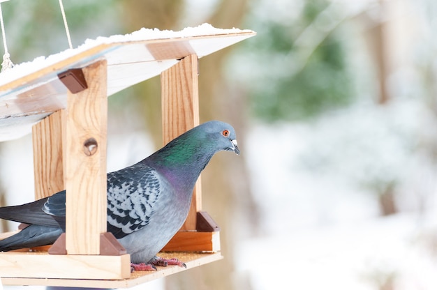 Portrait of a pigeon in the feeder