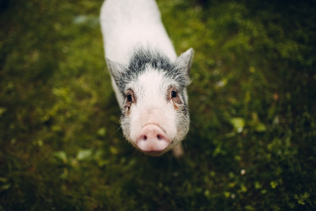 Portrait of Piglet