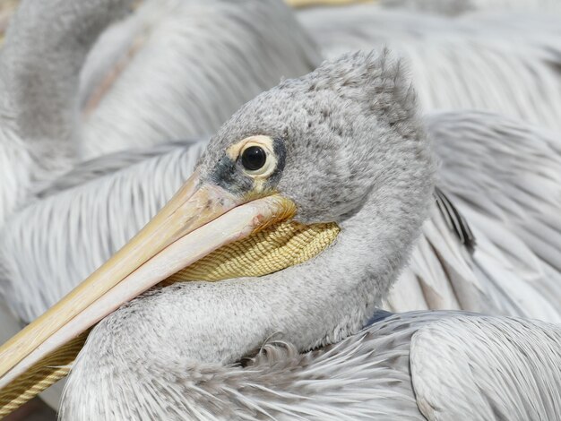 Photo portrait of a pink backed pelican