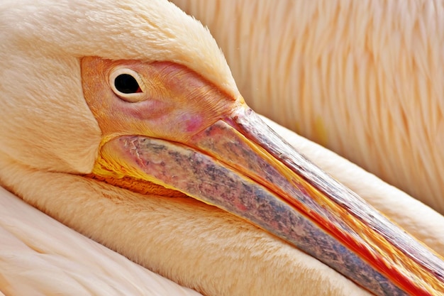 Portrait of a pink backed pelican