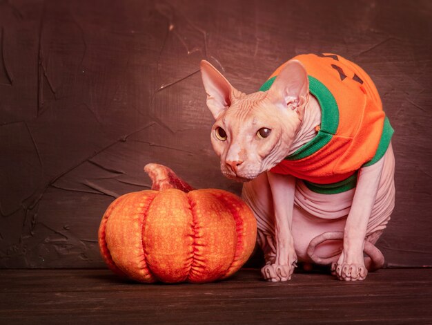 ハロウィーンの衣装を着たカボチャの近くのピンクのハゲのスフィンクス猫の肖像画。ハロウィーンのコンセプト。